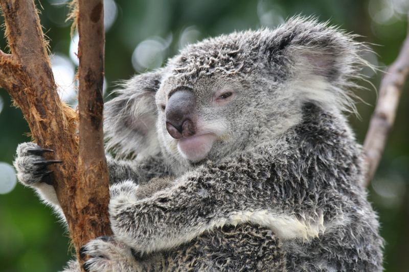 Koala - ein wenig müde 4