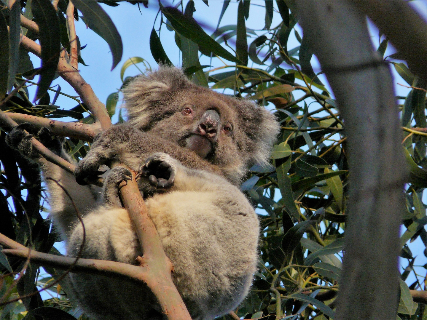 Koala en perdition