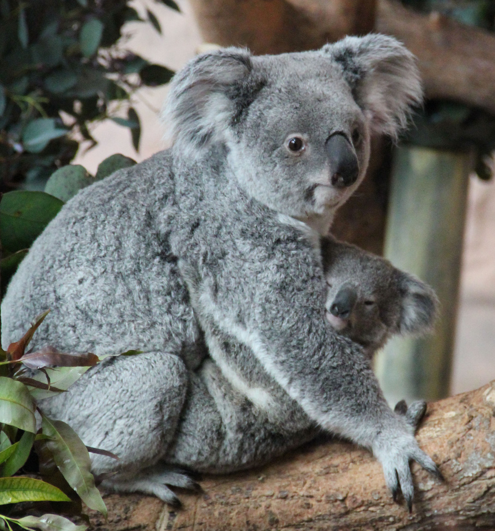 Koala et son bébé au zooparc de Beauval