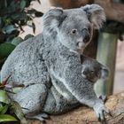 Koala et son bébé au zooparc de Beauval