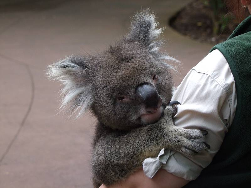 Koala