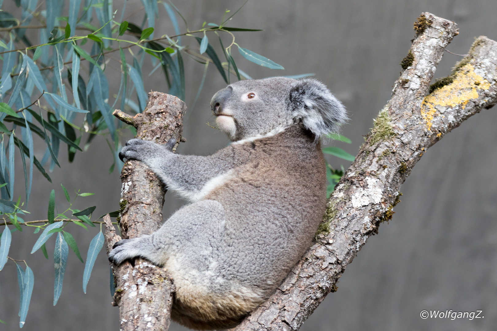 Koala