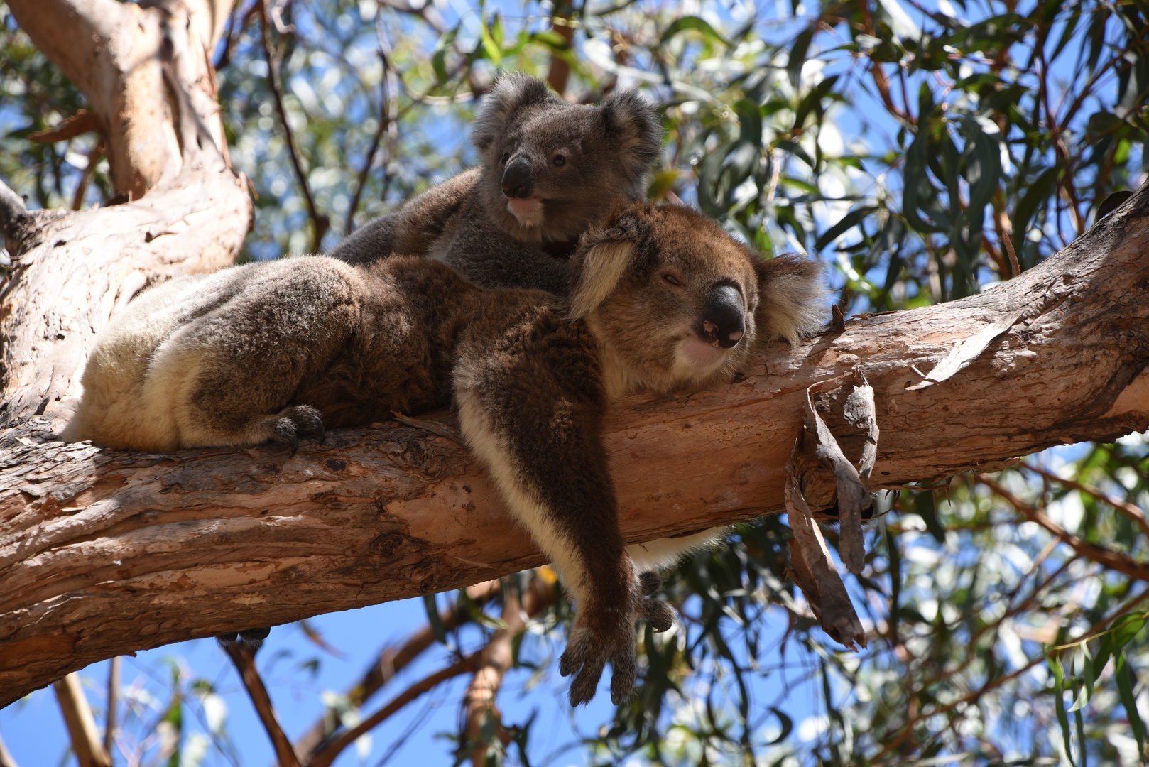 Koala Familie, Raymond Island