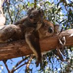 Koala Familie, Raymond Island