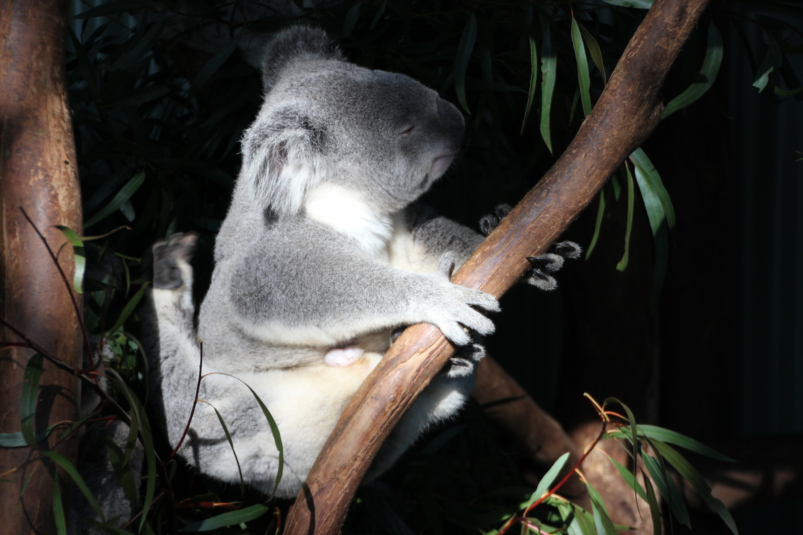 Koala