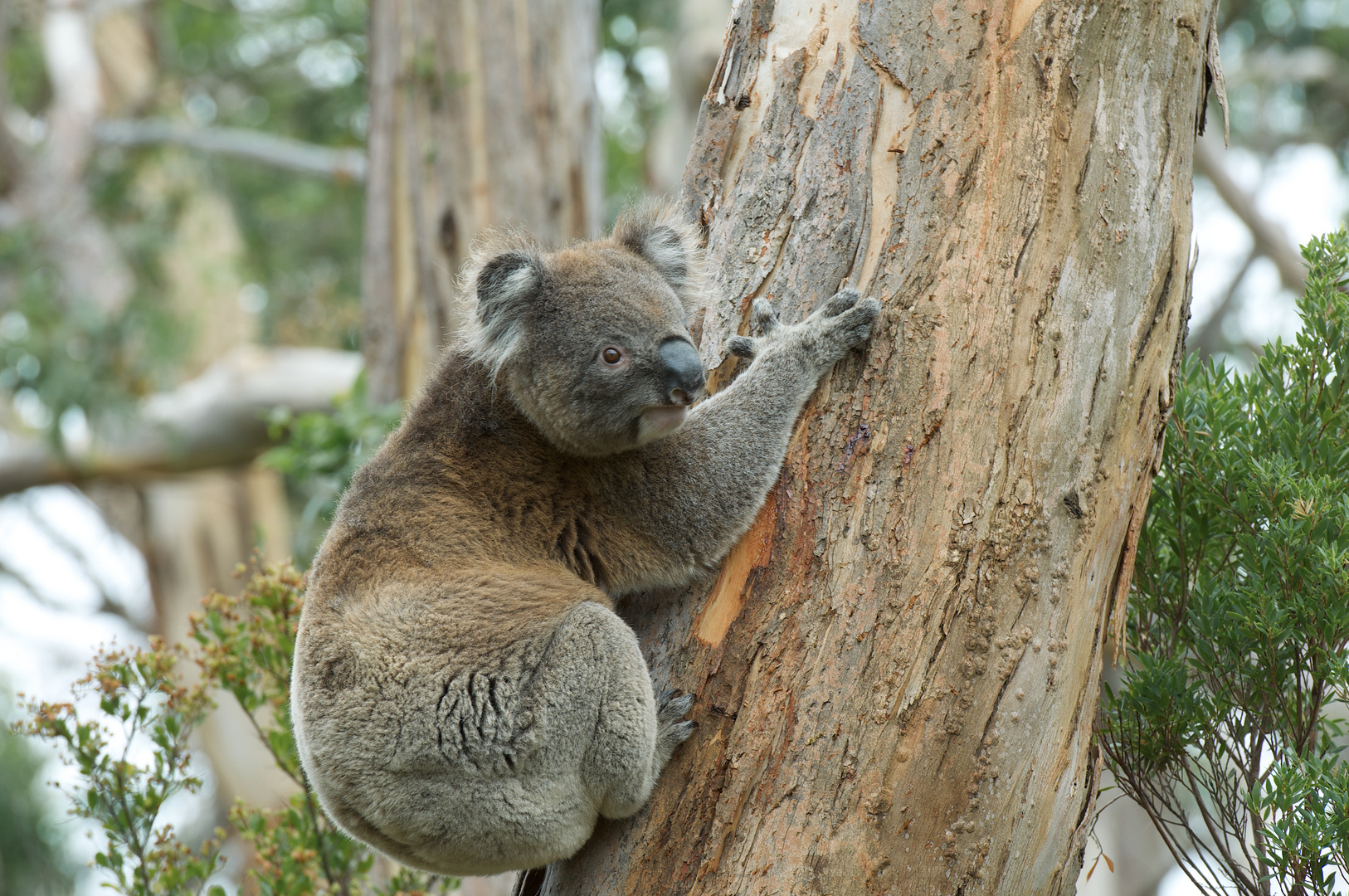 Koala freilebend