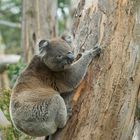 Koala freilebend