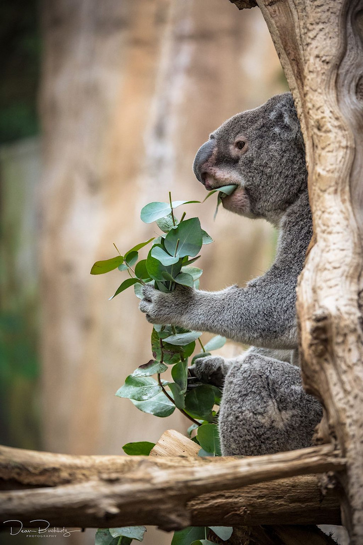 Koala - Frühstück....