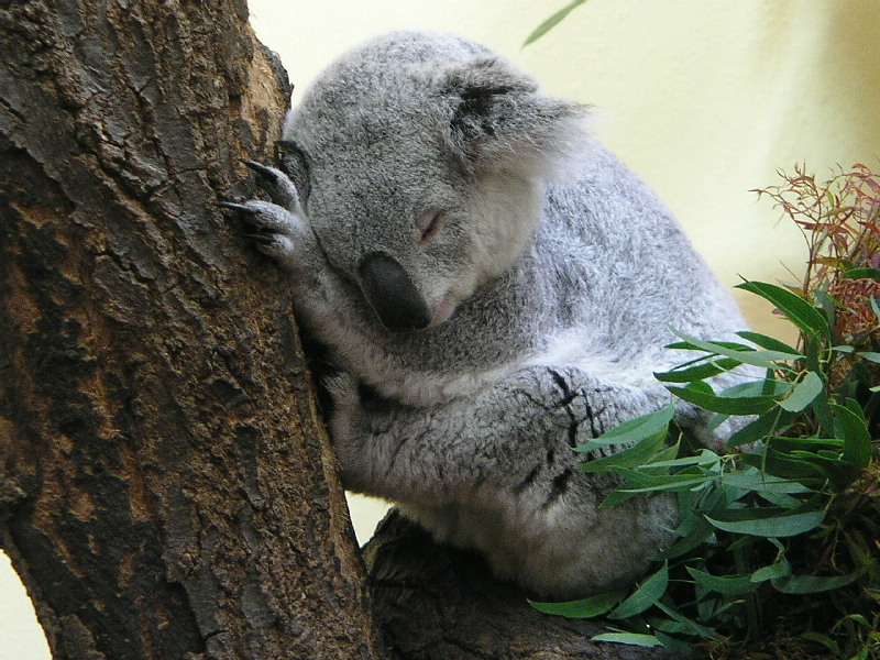 Koala gaaanz müde