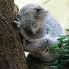 Koala gaaanz müde