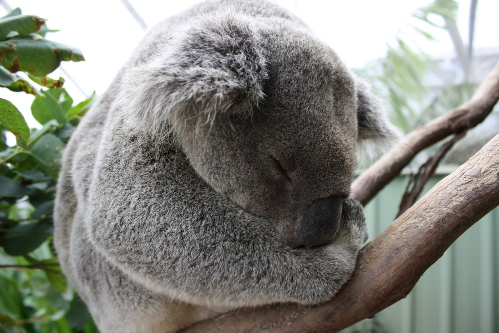 Koala ganz nah