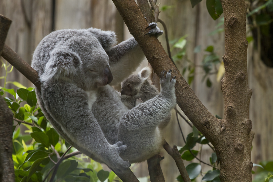 Koala- Glück