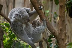 Koala- Glück