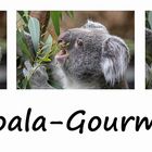 Koala-Gourmet