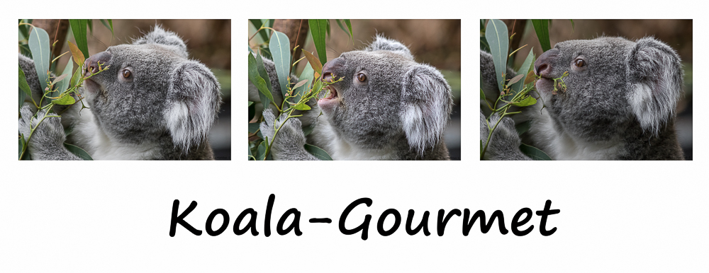 Koala-Gourmet