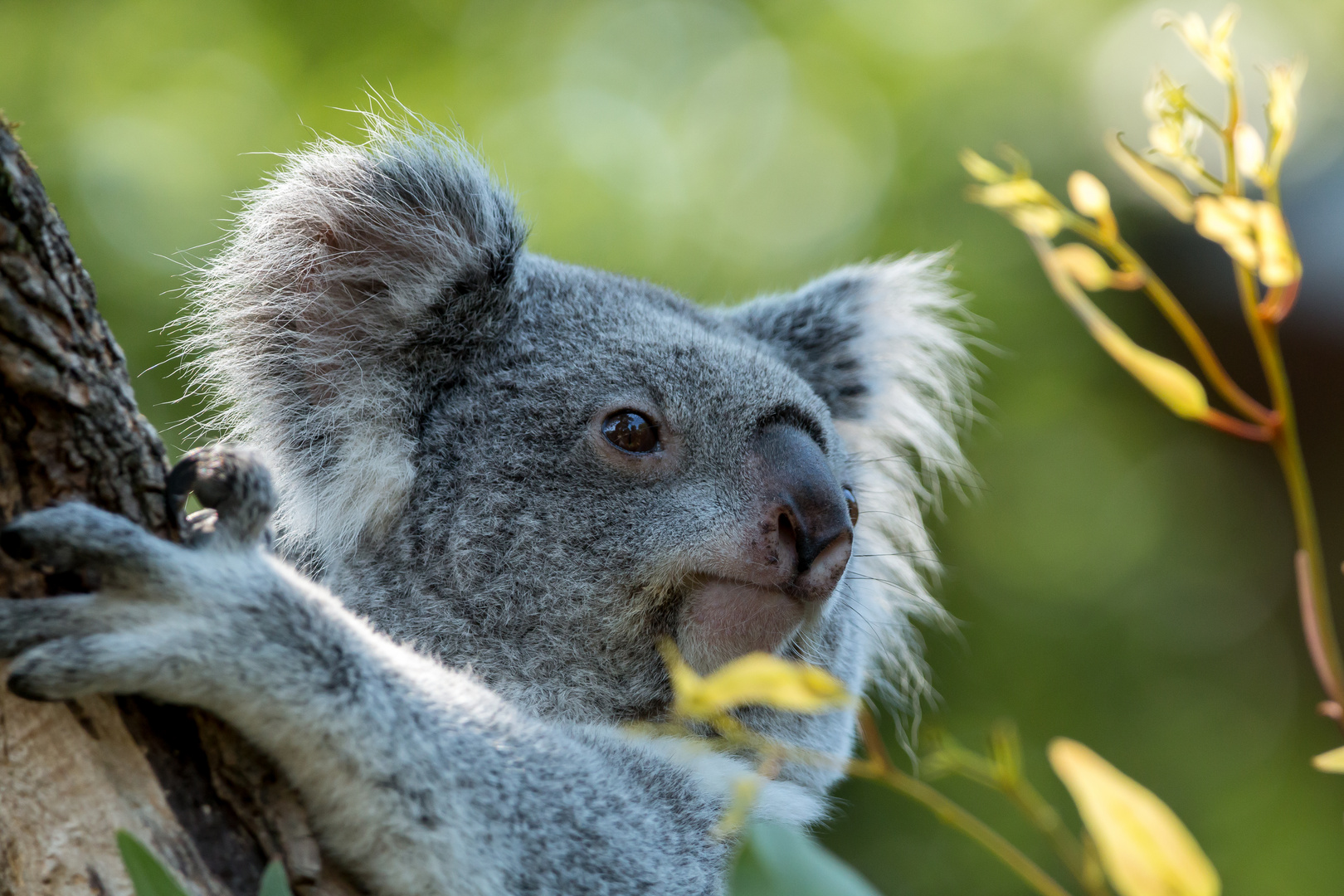 Koala hält Ausschau