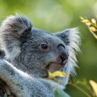 Koala hält Ausschau