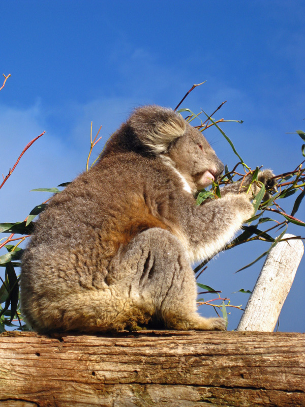 Koala hat Hunger