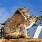 Koala hat Hunger