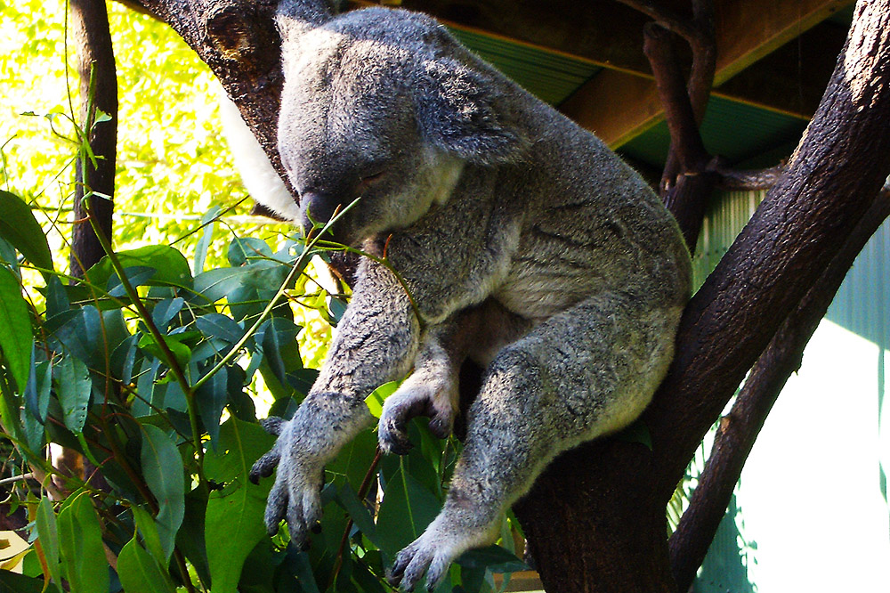 Koala, hauptberuflich