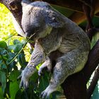 Koala, hauptberuflich