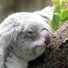 Koala I