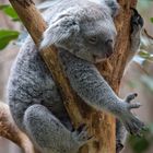 Koala I