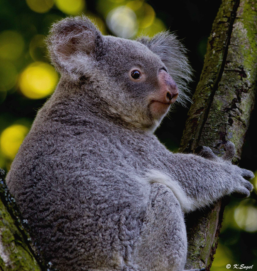 Koala II