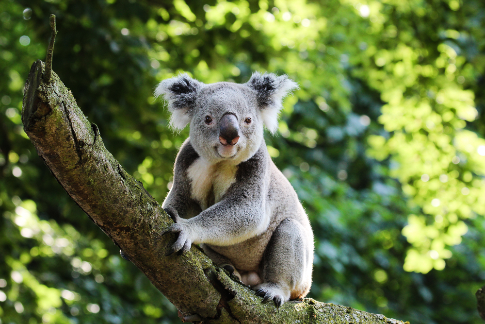 Koala II