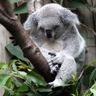 Koala II