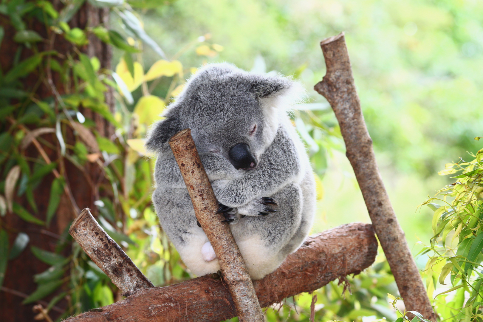 Koala im Australia Zoo