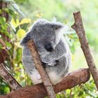Koala im Australia Zoo