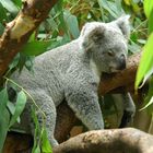 Koala im Baum