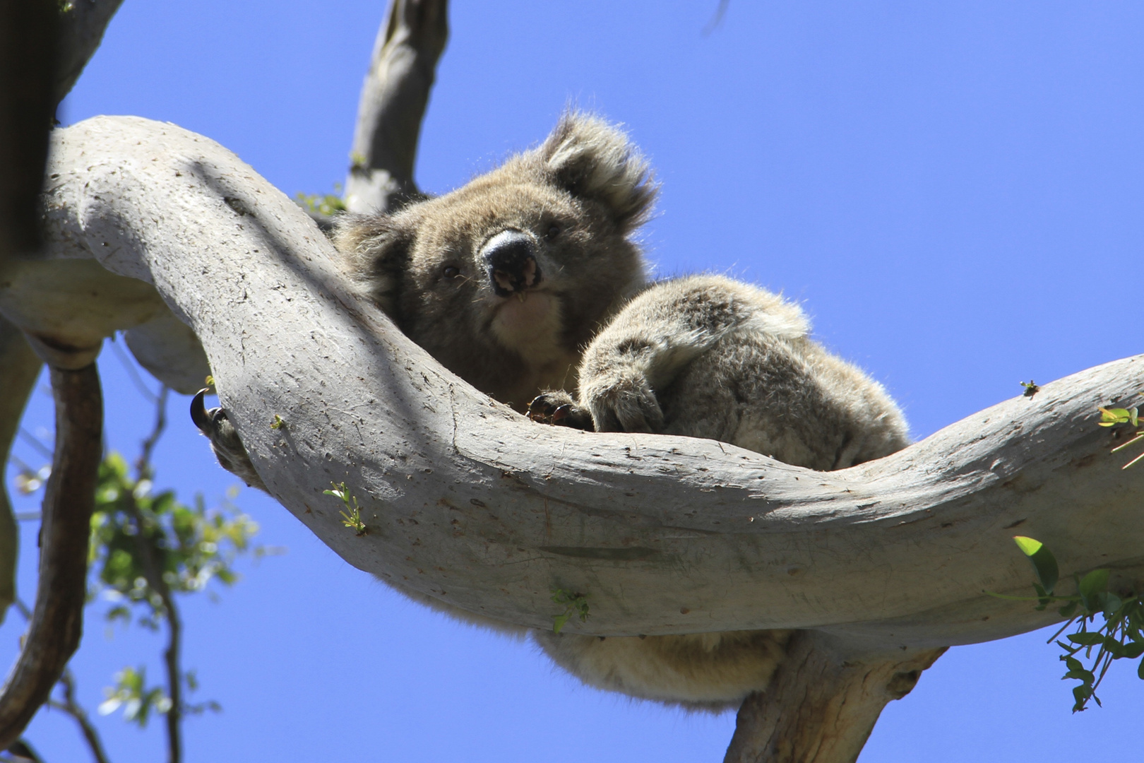 Koala im Baum (IMG_0722)