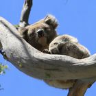 Koala im Baum (IMG_0722)