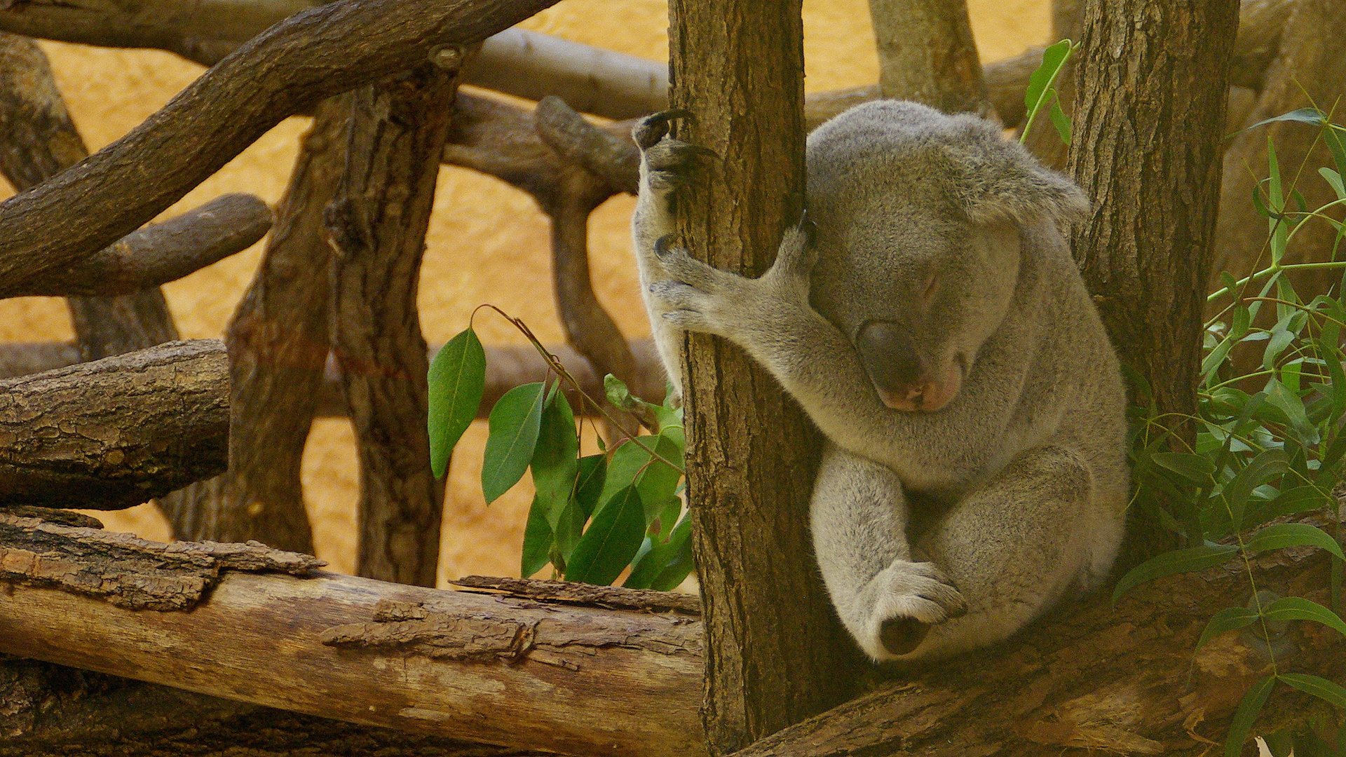 Koala im Dresdner Zoo