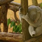 Koala im Dresdner Zoo