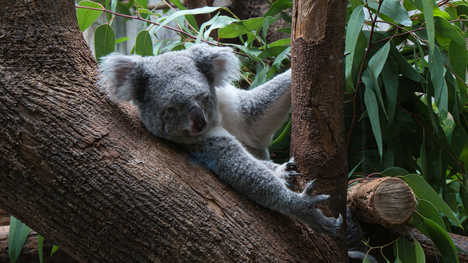 Koala im Duisburger Zoo