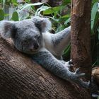 Koala im Duisburger Zoo
