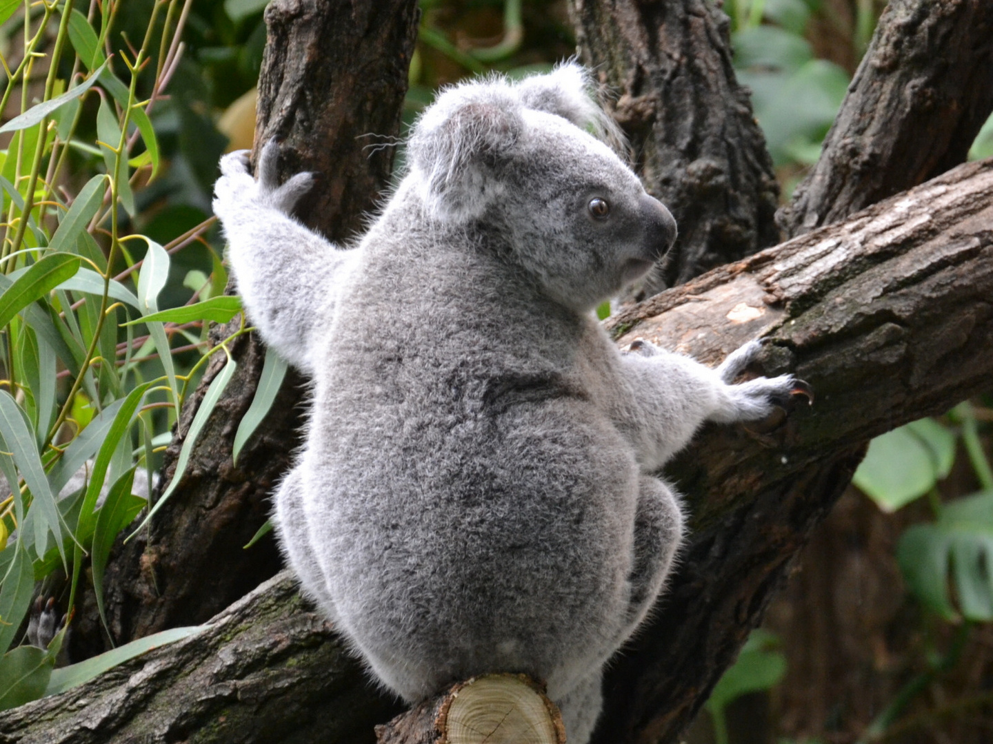 Koala im Duisburger Zoo