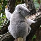 Koala im Duisburger Zoo