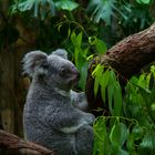 Koala im Duisburger Zoo