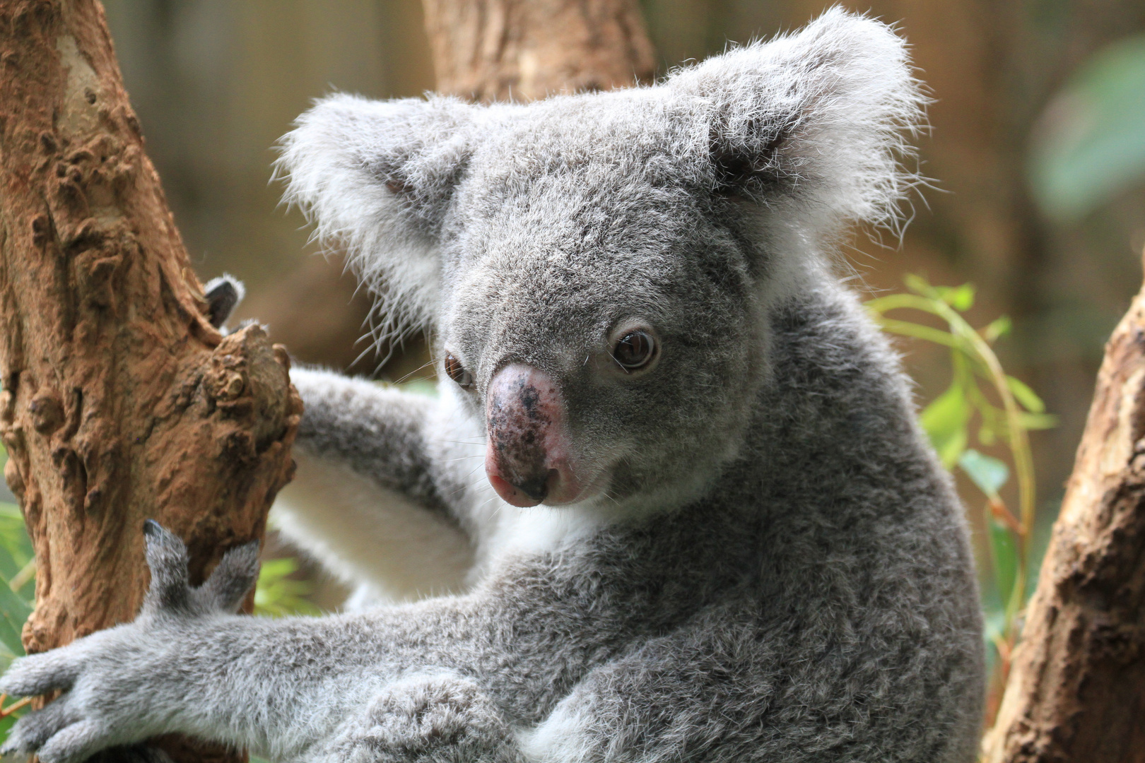 Koala im Duisburger Zoo ....