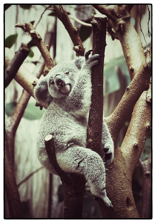 Koala im Duisburger Zoo