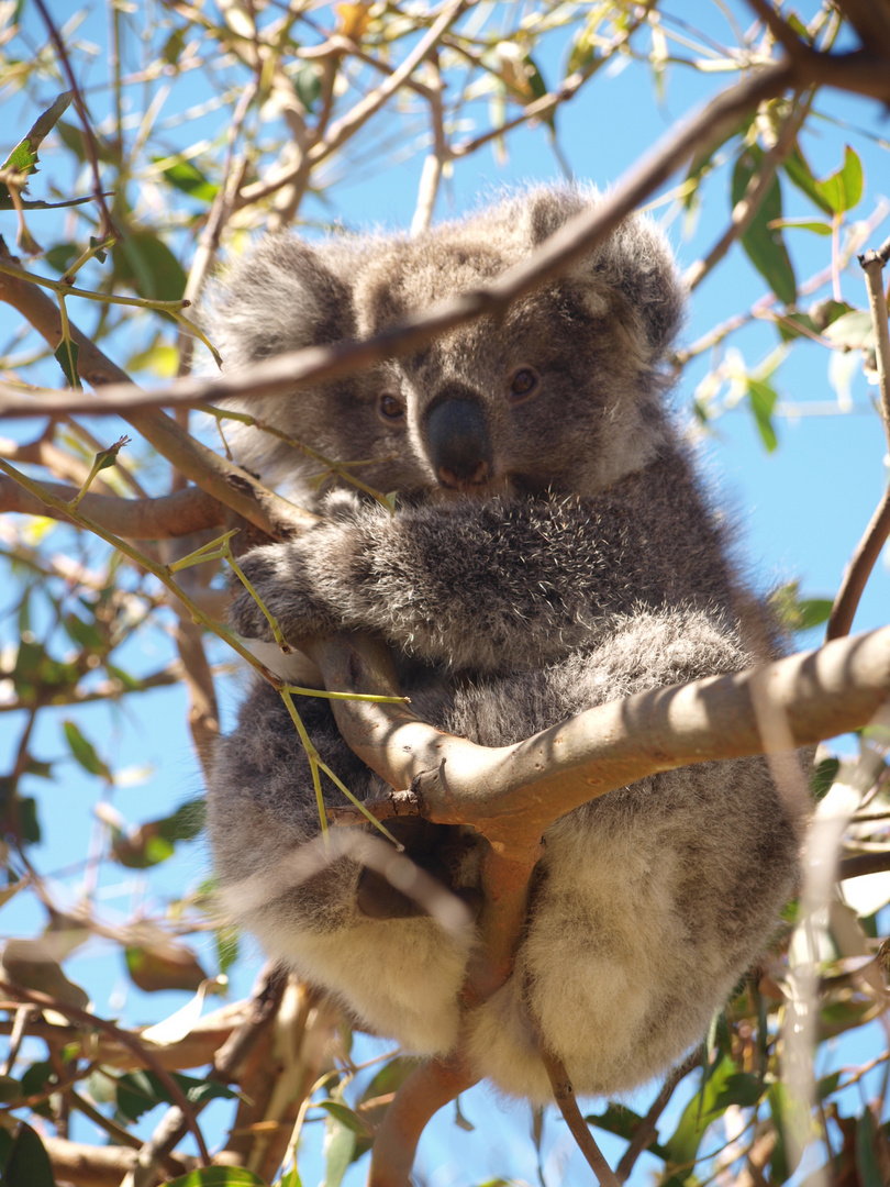 Koala im Eukalyptusbaum