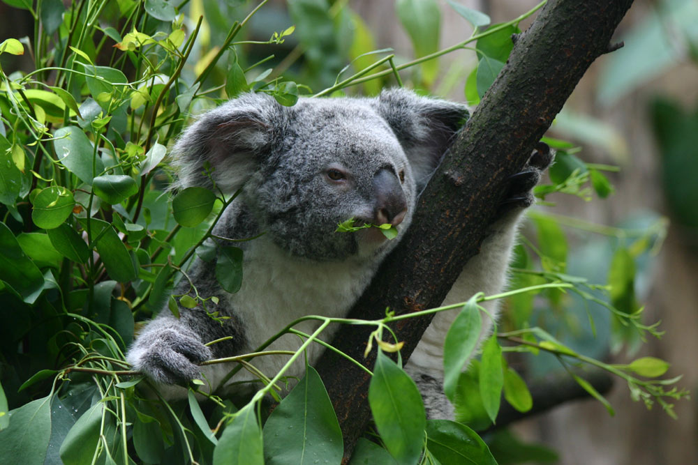 Koala im Grünen