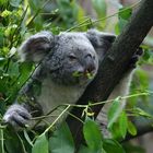 Koala im Grünen