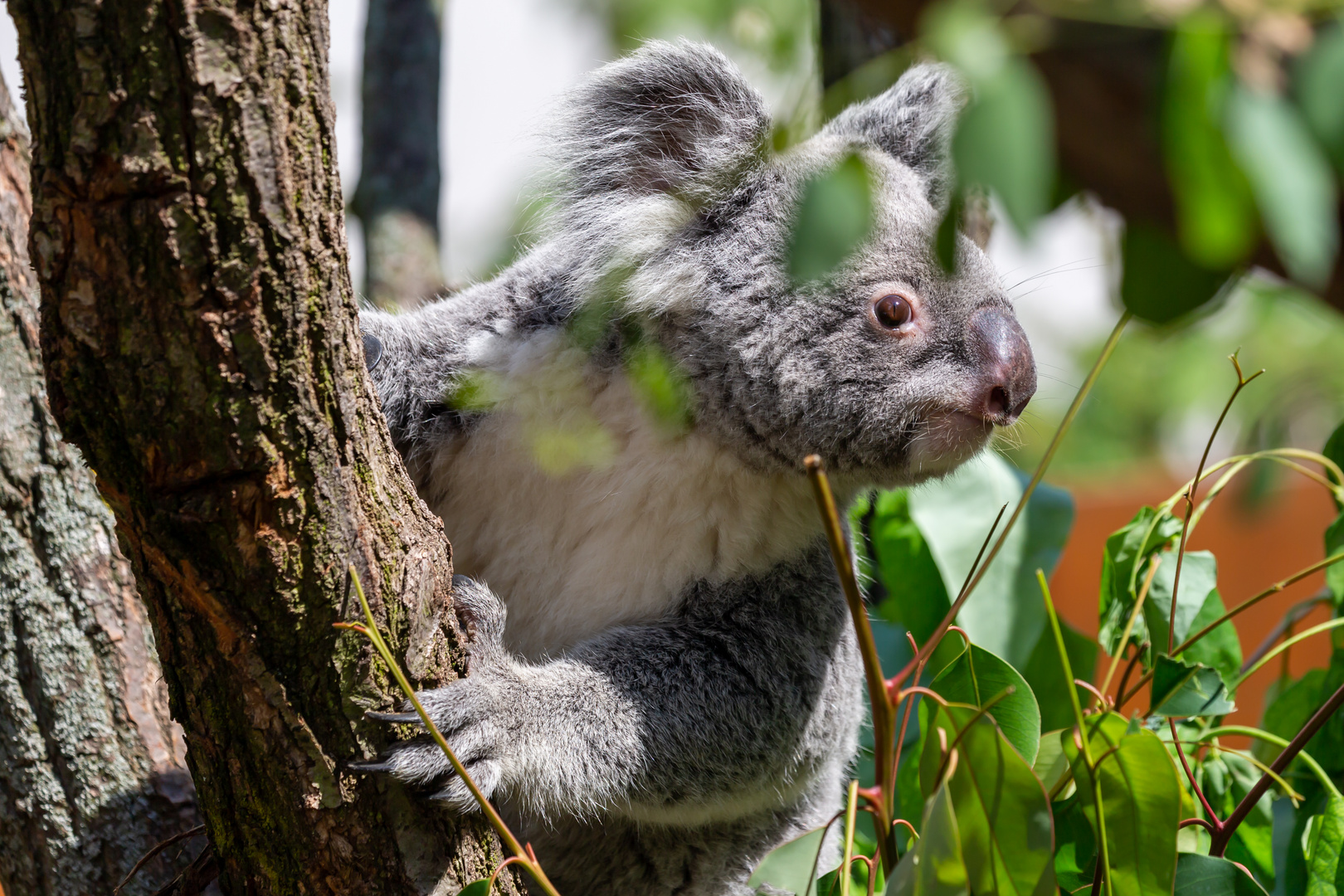 Koala im Leipziger Zoo