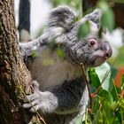 Koala im Leipziger Zoo