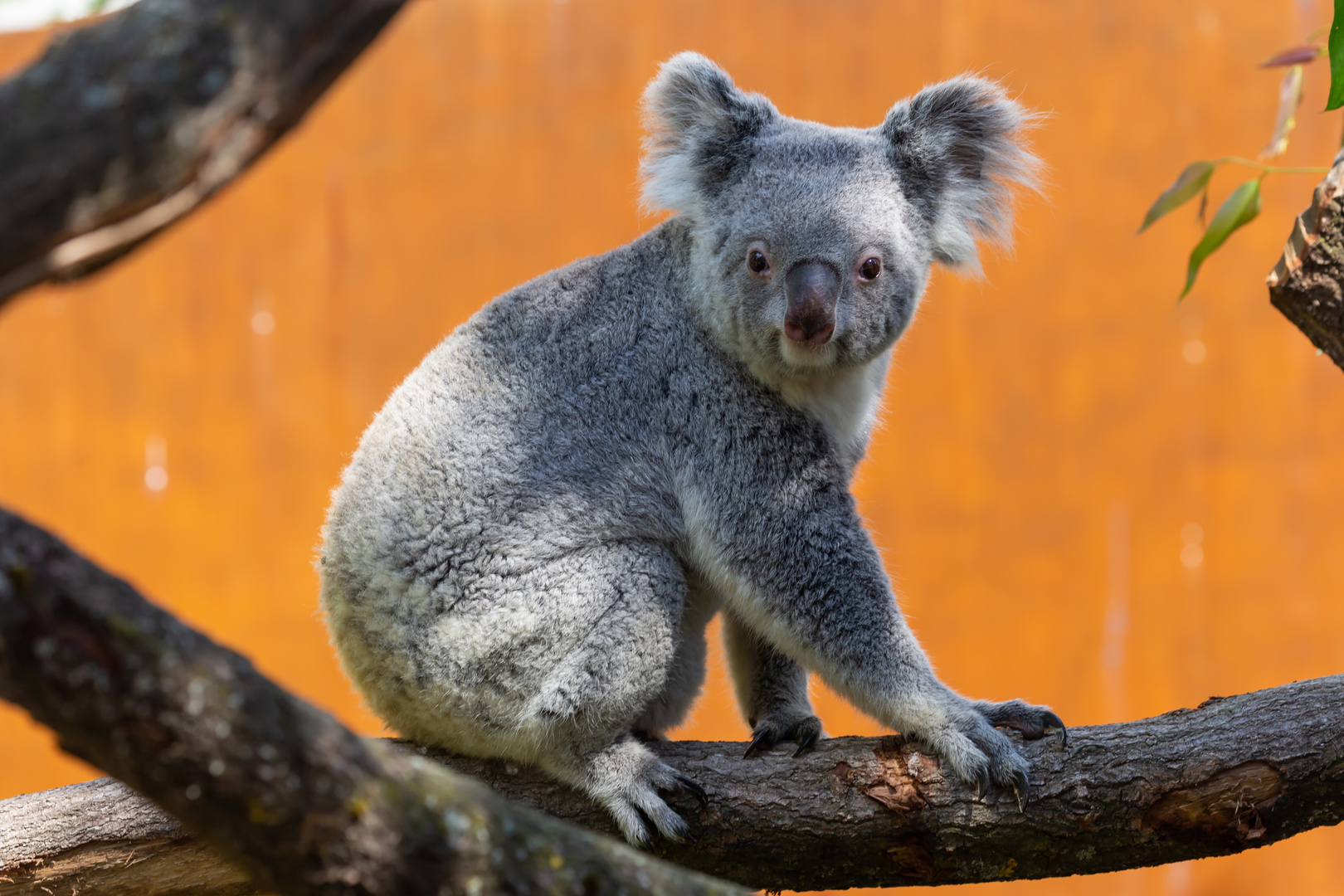 Koala im Leipziger Zoo